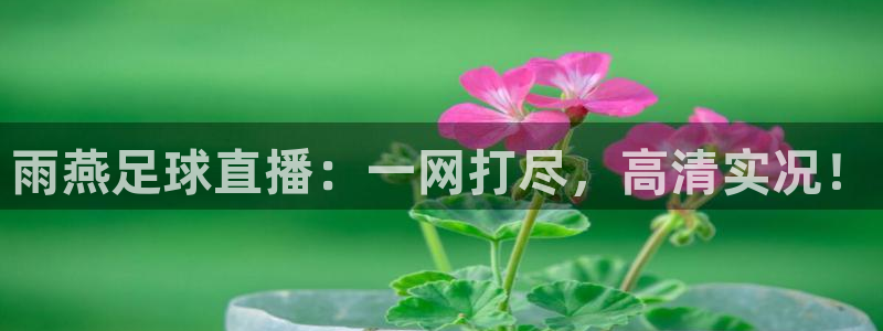 雨燕足球直播：一网打尽，高清实况！